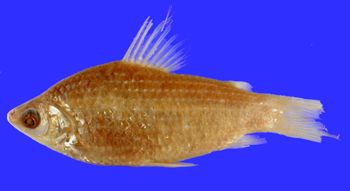 Media type: image; Ichthyology 785